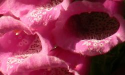 Foxgloves