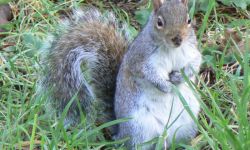 A Squirrel