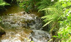 Stream