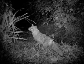 Fox-5-6-12-065