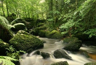 Kennall Vale, Ponsanooth