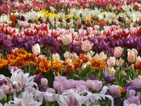 gardens in spring time