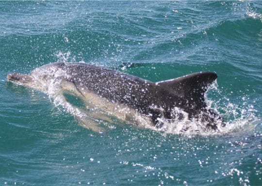 Dolphins in Cornwall at Porthtowan
