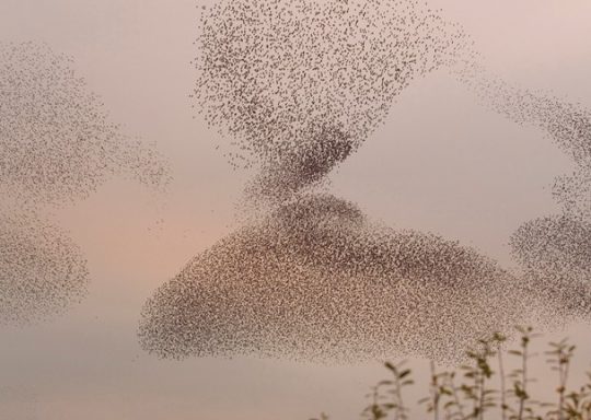 Stunning starling flock over Bodmin
