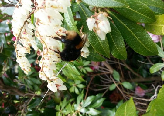 Tehidy takes the Honey Bee Pledge to help nature