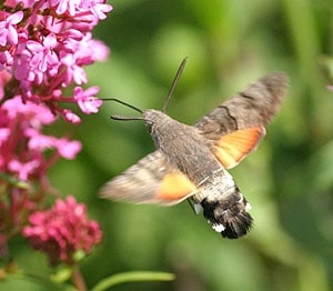Humming bird moth - a rare and beautiful sight | Tehidy Holiday Park ...