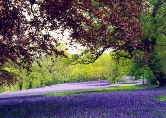 Bluebell Festival at St Enys Gardens