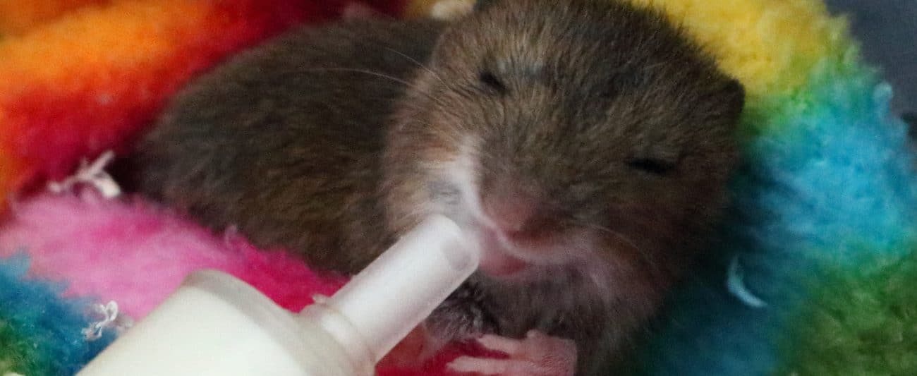 The baby wood mouse feeding Tehidy Holiday Park