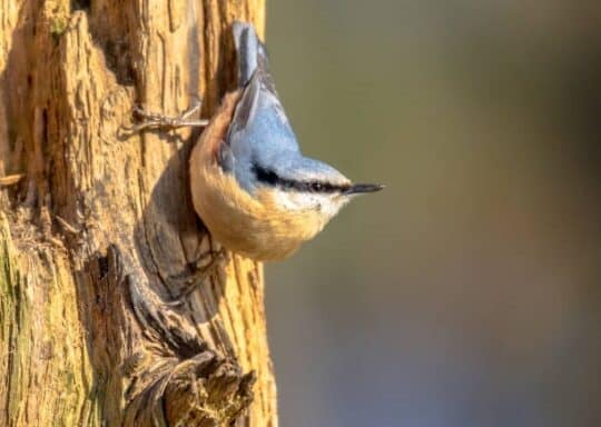 This nuthatch is a regular visitor on our park