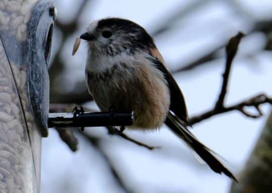 Wildlife in Cornwall on Tehidy Holiday Park