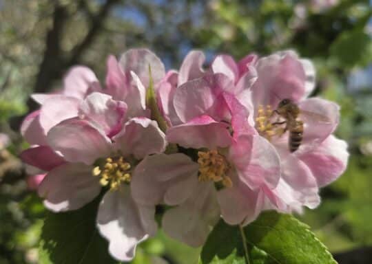 Spring sunshine in Cornwall and flowers galore