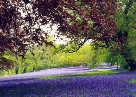 Enjoy Bluebells in Cornwall this Spring