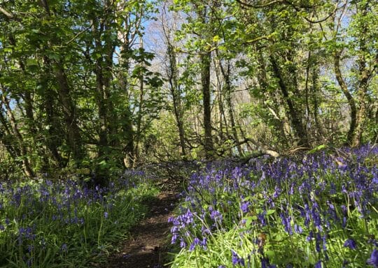 Explore Cornwall this Spring